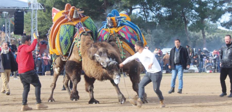 DEVE GÜREŞLERİ ŞENLİĞİ  FESTİVAL GİBİYDİ 