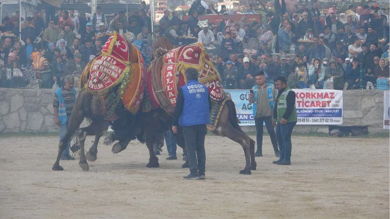 AYVACIK DEVE GÜREŞLERİ YAPILDI